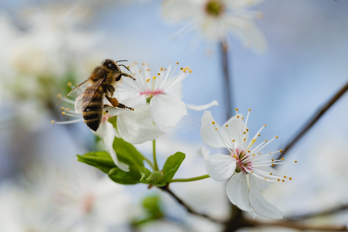 Our Love of Almond Milk is Killing the Bees by Jennifer Geer Age of