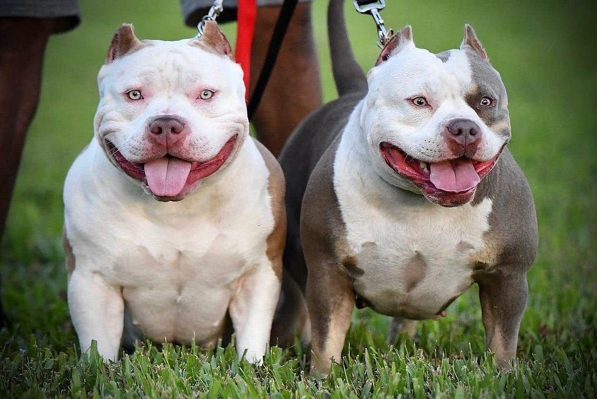 chocolate tri color pitbull