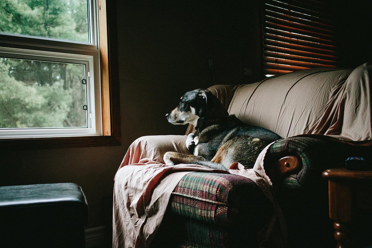 Tips & Tricks To Keep Dogs Busy When You Can’t Be At Home by Paw Pal