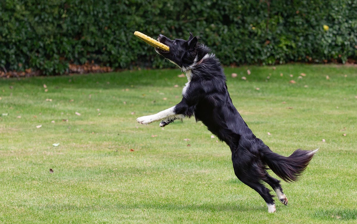 frisbee throwing machine for dogs