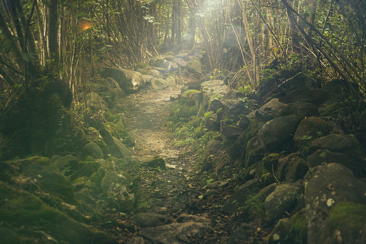 Carbon As An Add Not An Odd : Global Forest Resou