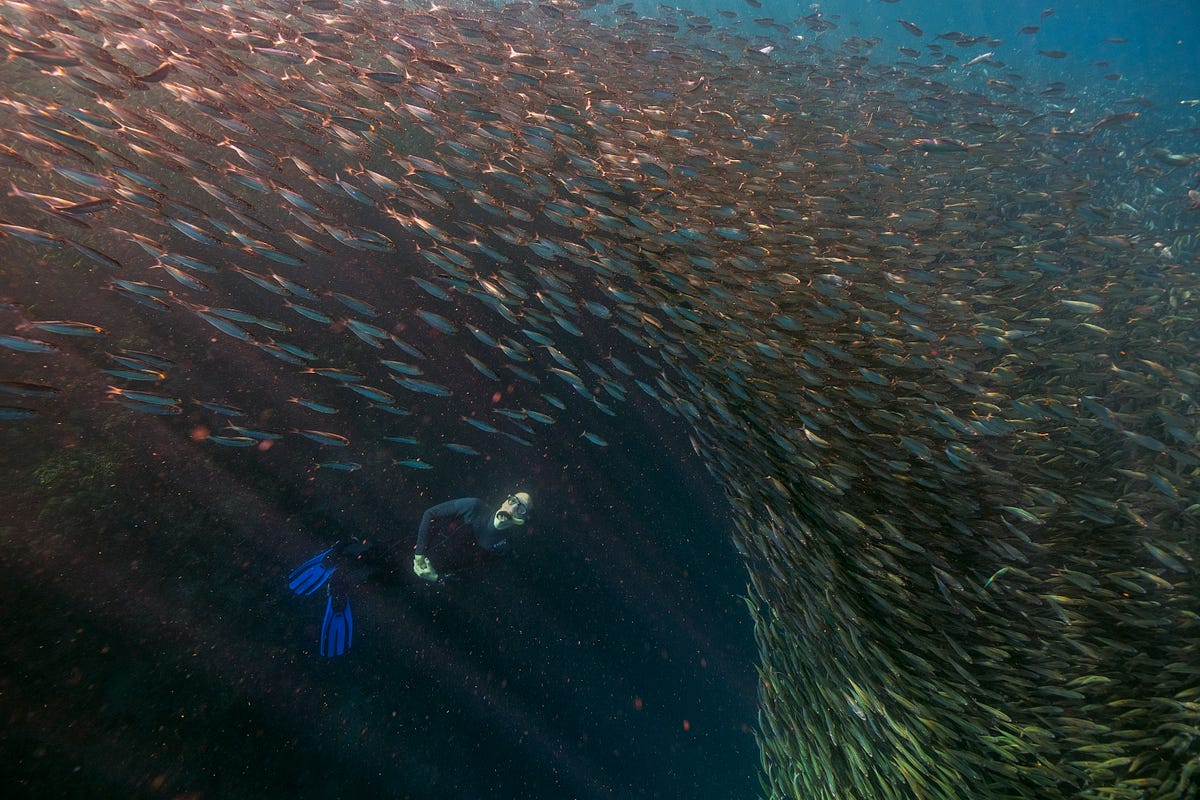 Image gallery Sonar and sardines by Environmental Defense Fund