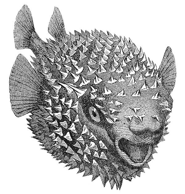 One Fish Two Fish Blowfish Blue Fish By Dr Ken Lunde Medium One Fish Two Fish Blowfish Blue Fish By Dr Ken Lunde Medium