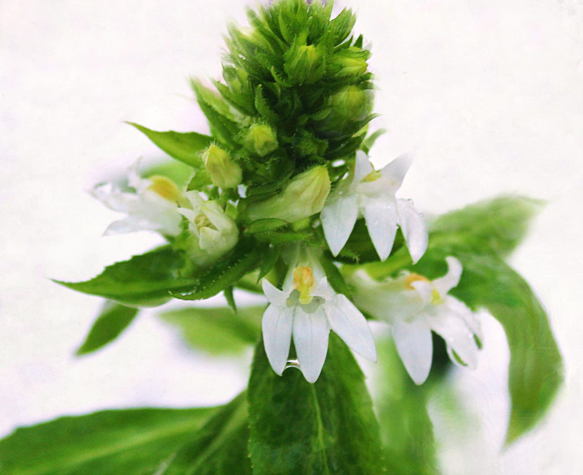 First Snow Weeds & Wildflowers Medium