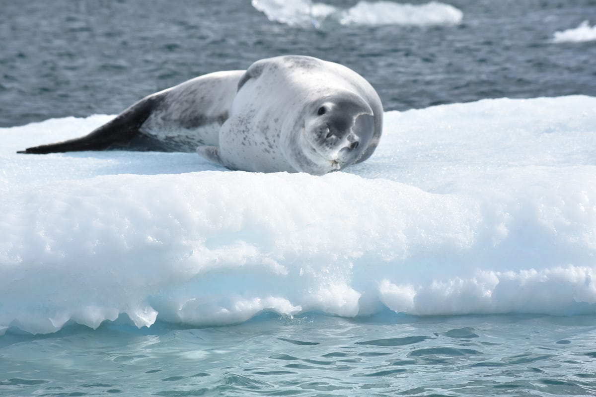 Climate and Antarctica part 2. The canaries in the coal mines are… by