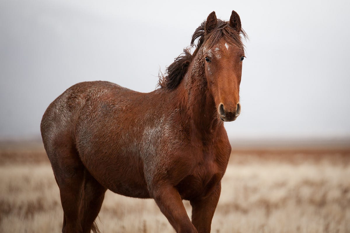 Restoring the Great Basin and Sustainable Mustang Populations by
