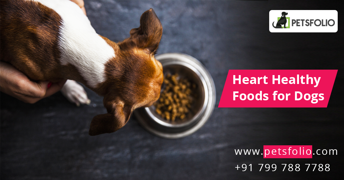 heart healthy foods for dogs