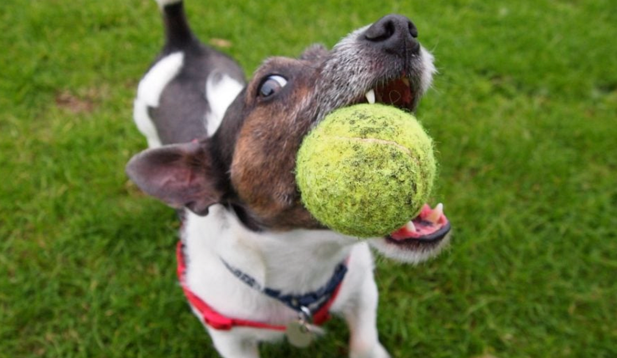 The Science of “Fetch” or why your dog drives you crazy returning that