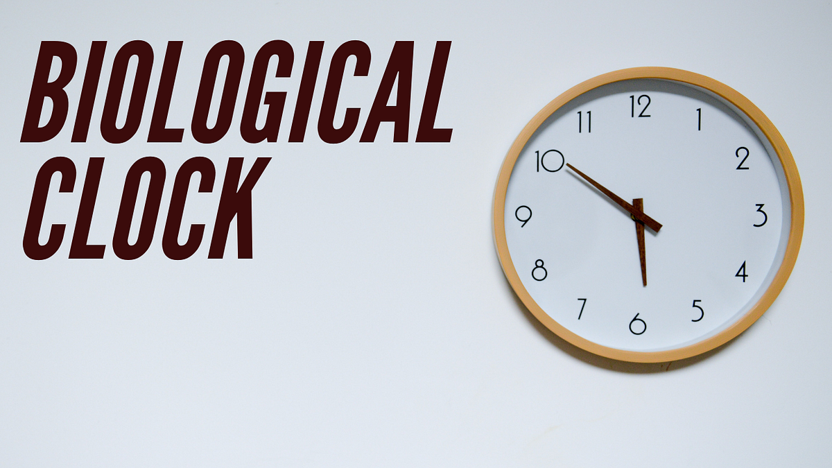All you need to know about Biological clock by Mr. Fact FactScan