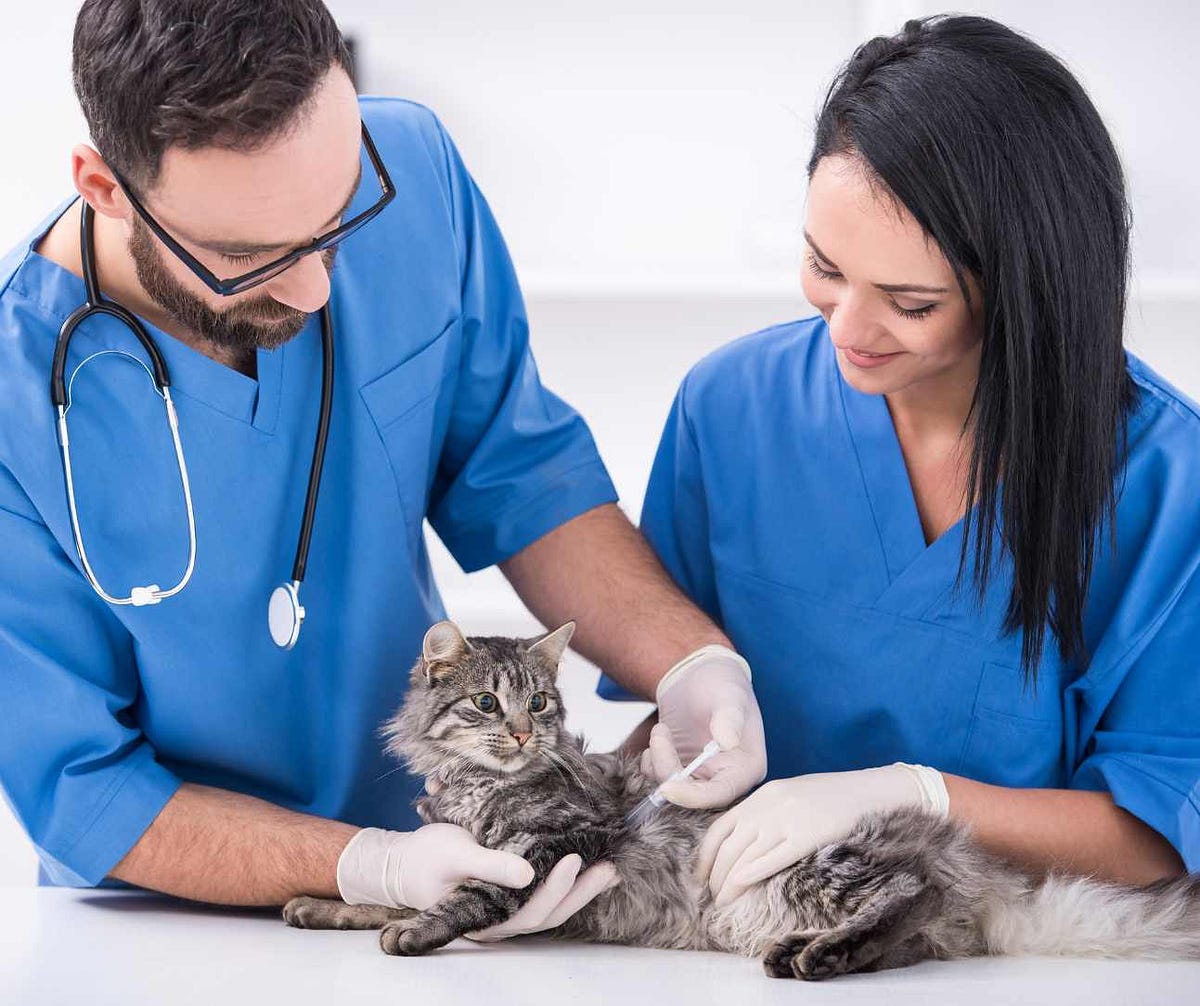What Is the Difference Between Veterinarians and Veterinary Technicians