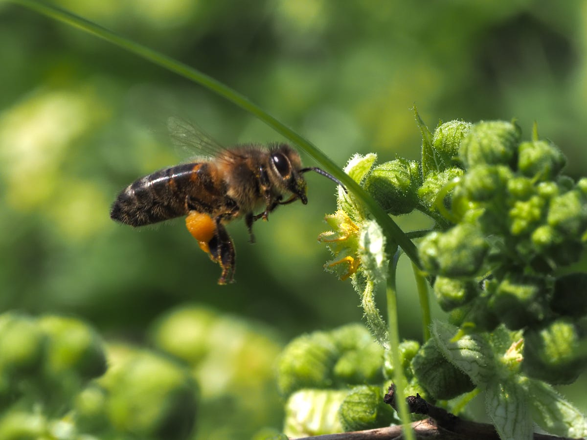 Honey Bee on Bryony. Coming in to land | by Janice Gill | SNAPSHOTS ...