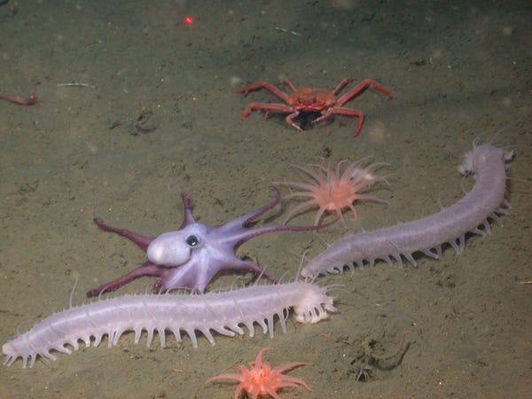 How Many Species Are In The Deep Sea By Green Earth Family Green 
