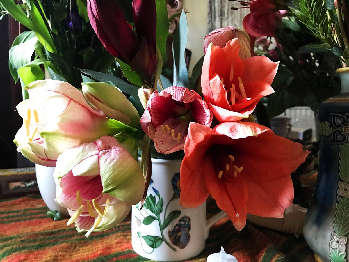 Lush Amaryllis Blooms and Some Very, Very Good Dogs | by Susan Alison ...