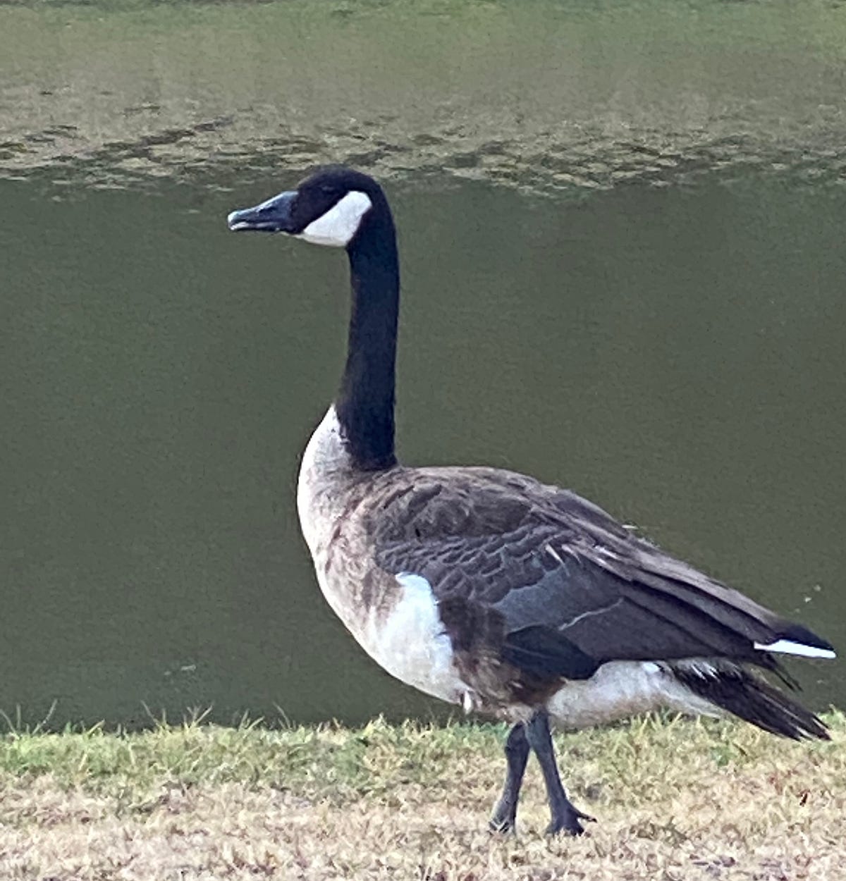 If It Looks Like A Duck It Might Be A Goose By Gauri Sirur Tea 