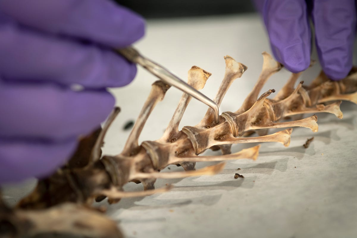 Dem Bones, Dem Bones, Dem Dry Bones by Denver Museum of Nature