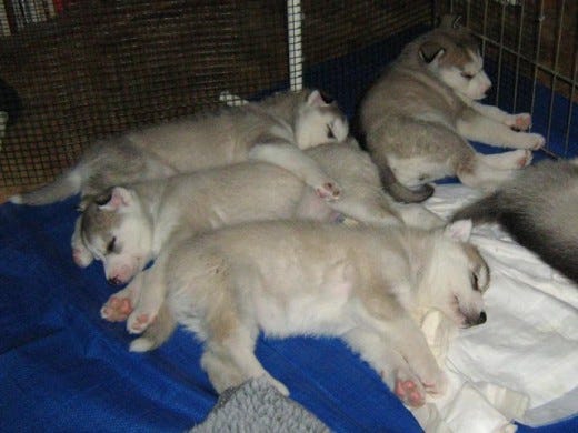 siberian husky apartment