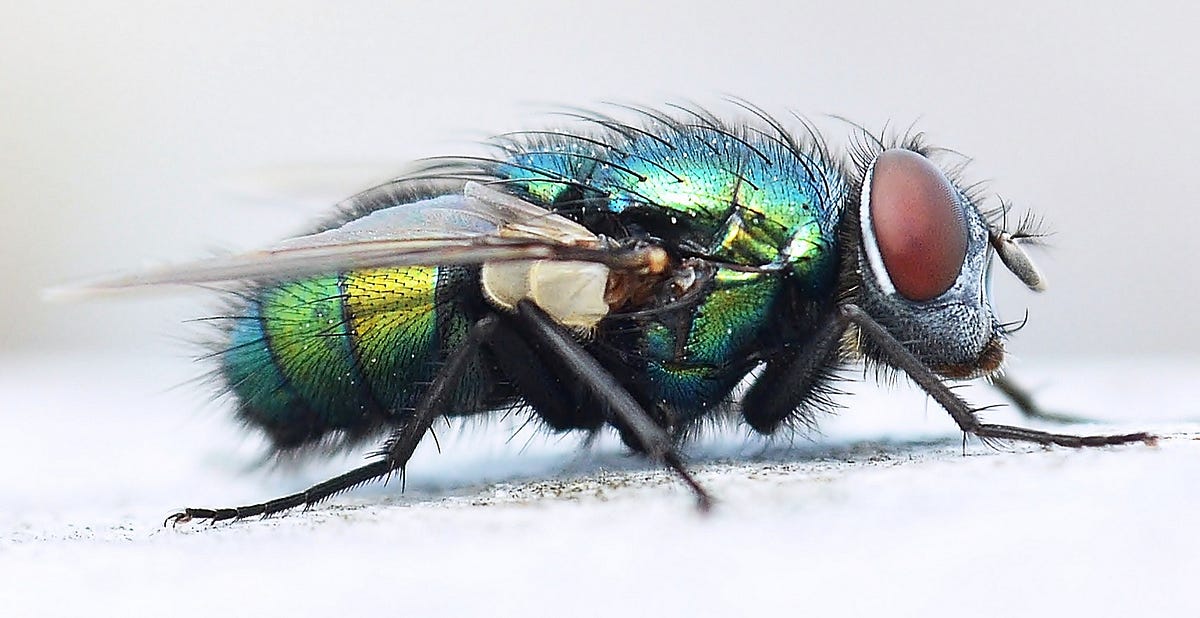 Have You Ever Looked a Fly In The Eye? by Christa Pusateri Medium