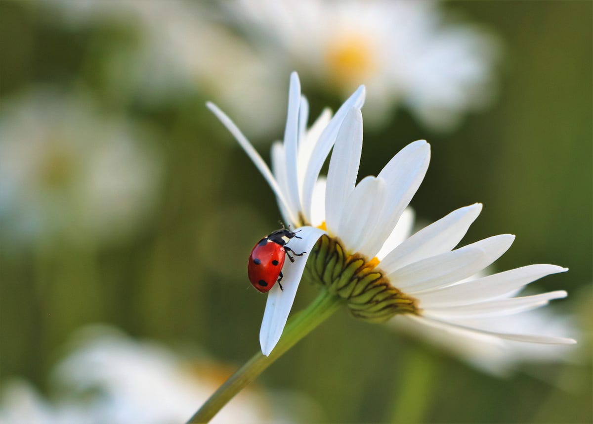 Do You Know Why Ladybugs Are A Symbol Of Luck By Adriana Azor A Few Words Medium Do You Know Why Ladybugs Are A Symbol Of Luck By Adriana Azor A Few Words Medium