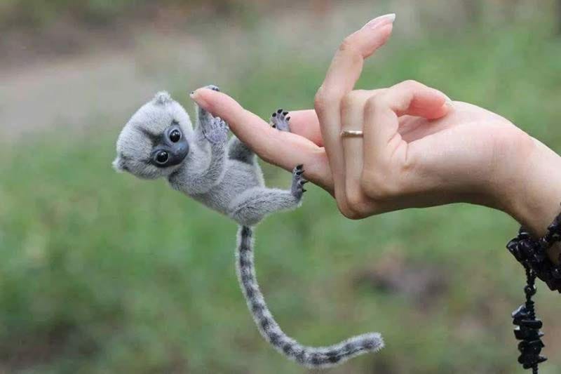 thumb sized monkey