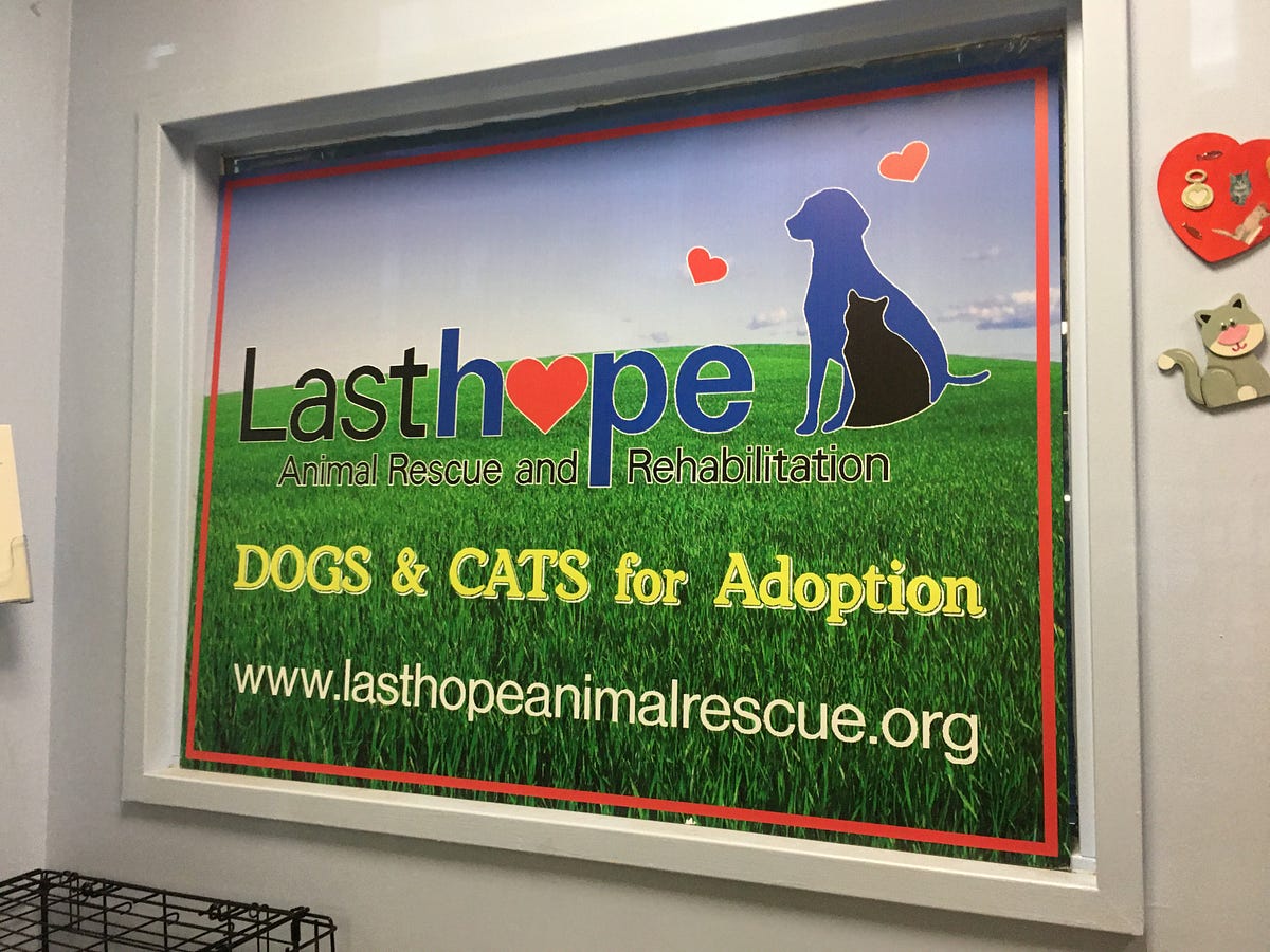 Last Hope Animal Rescue Aims to End Animal Overpopulation on Long ...