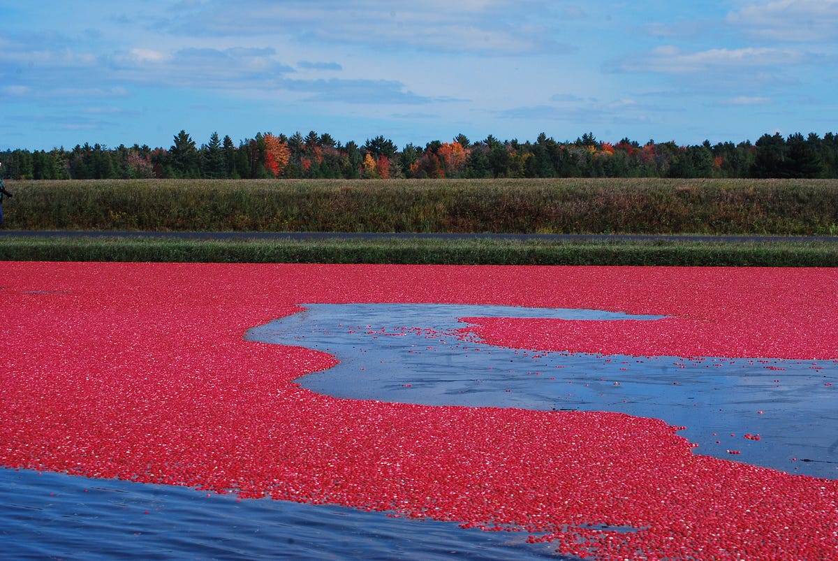 Cranberry Bog. Cranberries are a very strange fruit… by Isabella