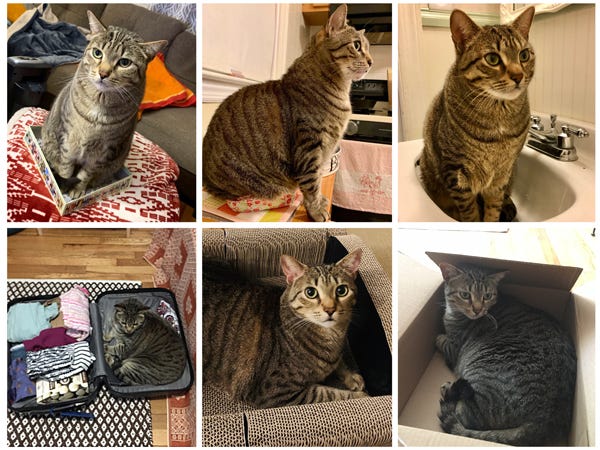 Six panels showing Widget Greything occupying enclosed spaces in various formats, lid of puzzle box, bowl hugger, washroom basin, luggage lid, cat scratchy-couch, and Amazon box.