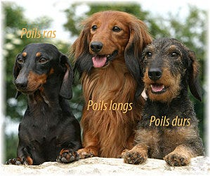 Le Teckel Une Race Hors Du Commun By Charline Beduit Medium Le Teckel Une Race Hors Du Commun By Charline Beduit Medium