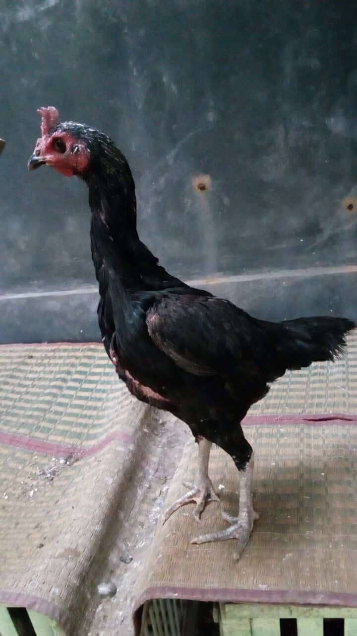 Gambar Ayam Betina Birma Arina Gambar
