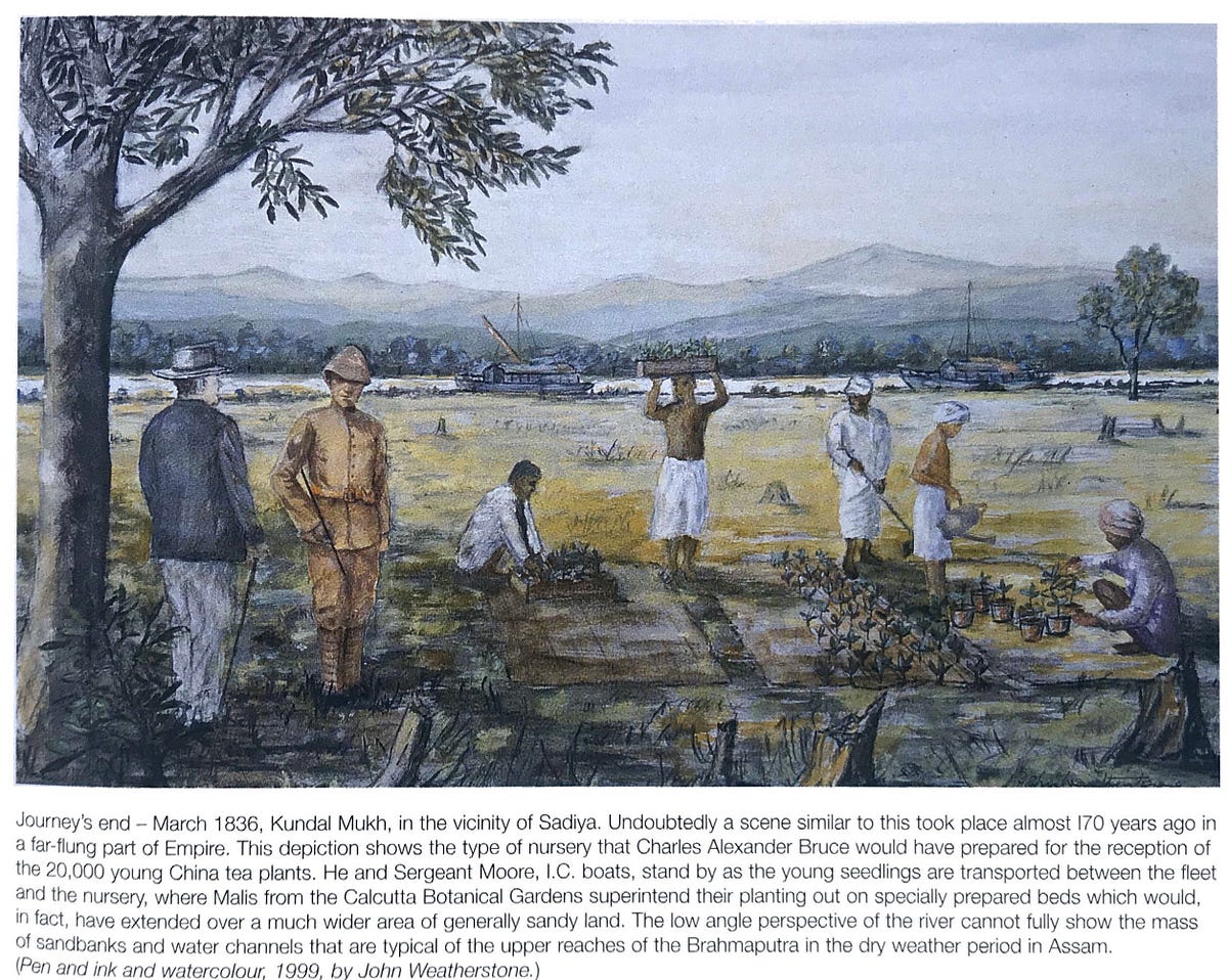 The History of Tea in Assam — Steeped in Tradition by Boroon Mahanta