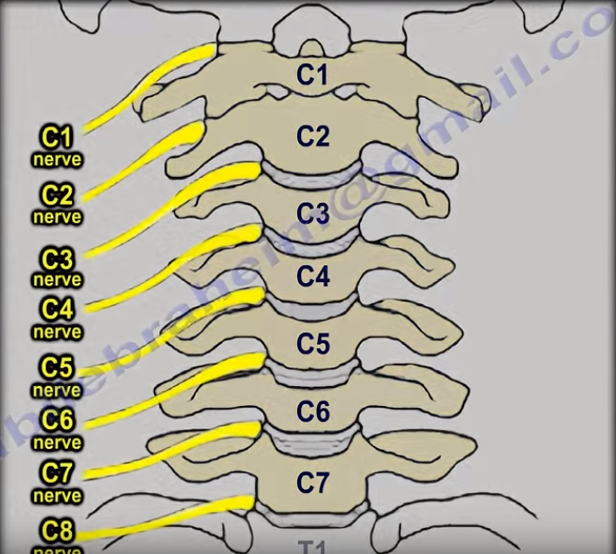 Nerve Root Distribution Nerve Root Distribution
