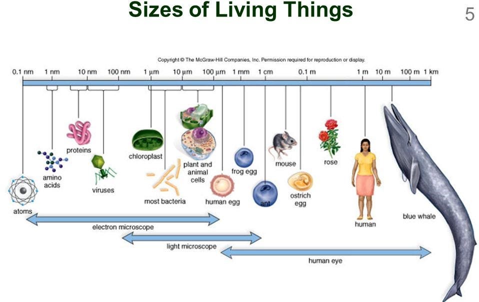 At What Scales Does Complexity Thrive, and Why. Chuck Fuller Medium