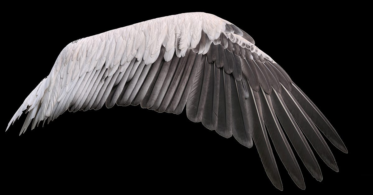 Angel Wings Natural Plumage Wing Stock Photo - Download Image Now