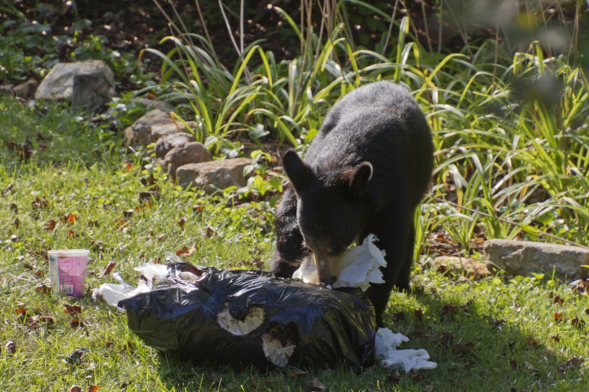 Local government and waste company action can help minimize humanbear