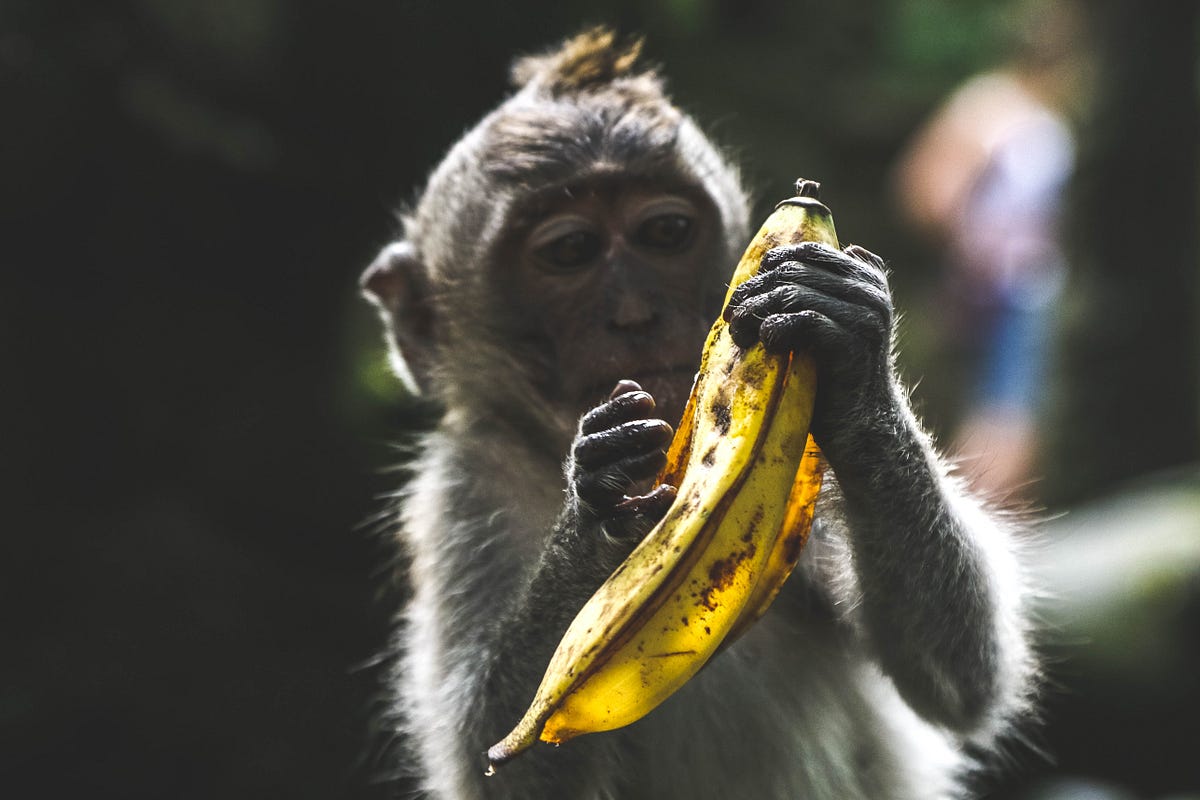 Angry Monkeys A Corporate Fable By Ya z Yaz Erkan Medium