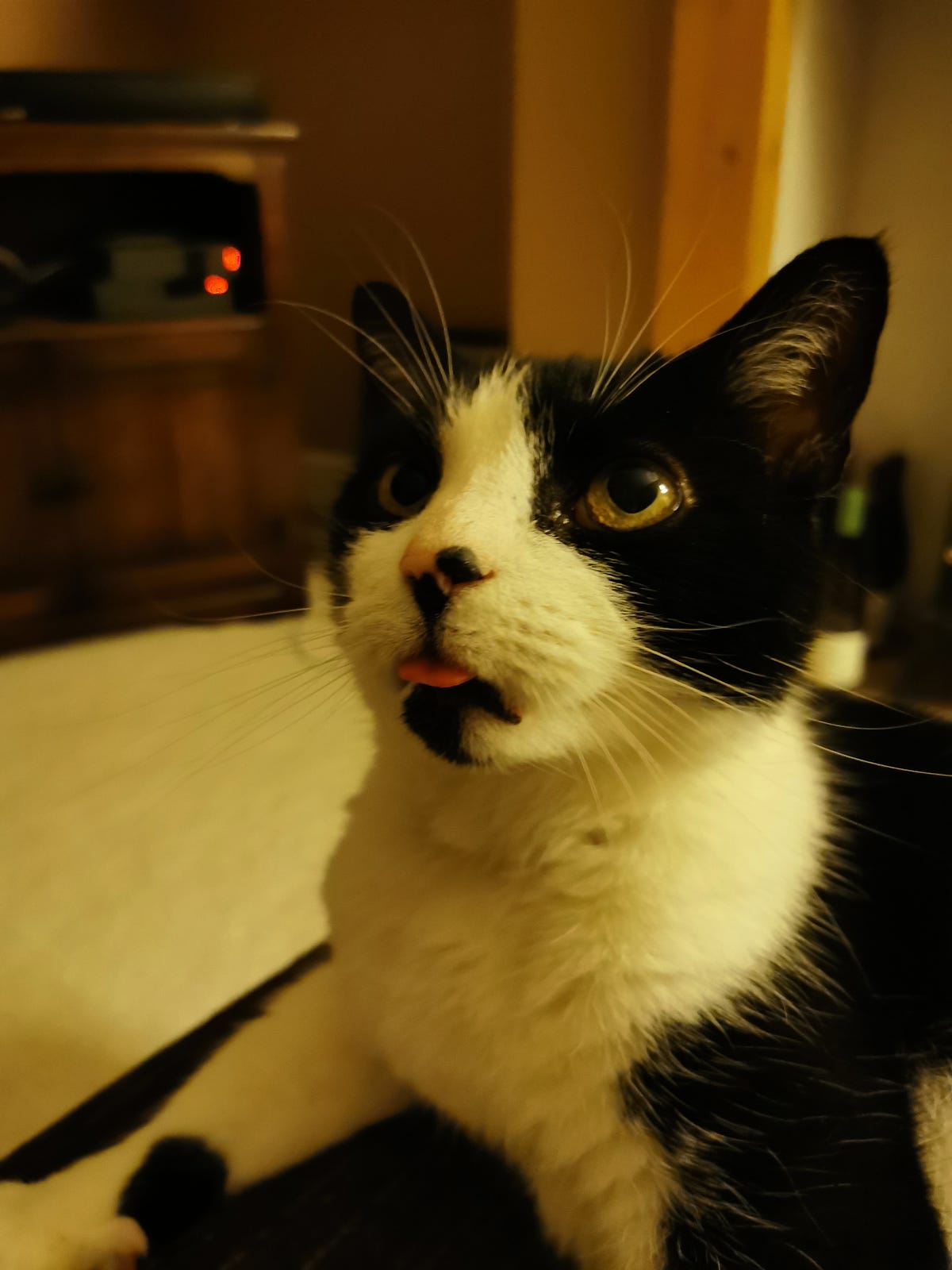 Why Does My Cat Lick Me? Medium