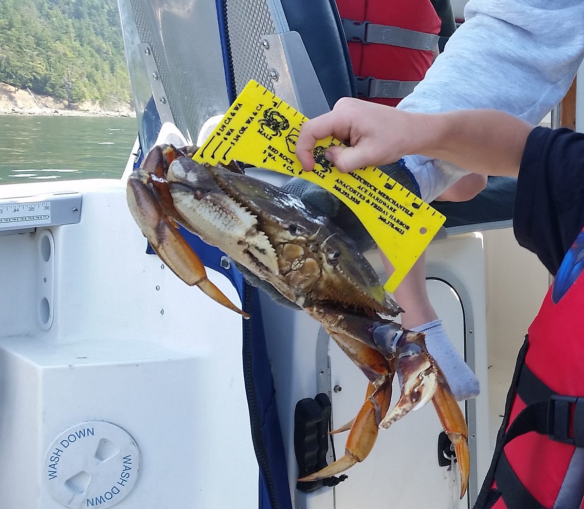 WDFW works to manage and restore Dungeness Crab in Washington waters