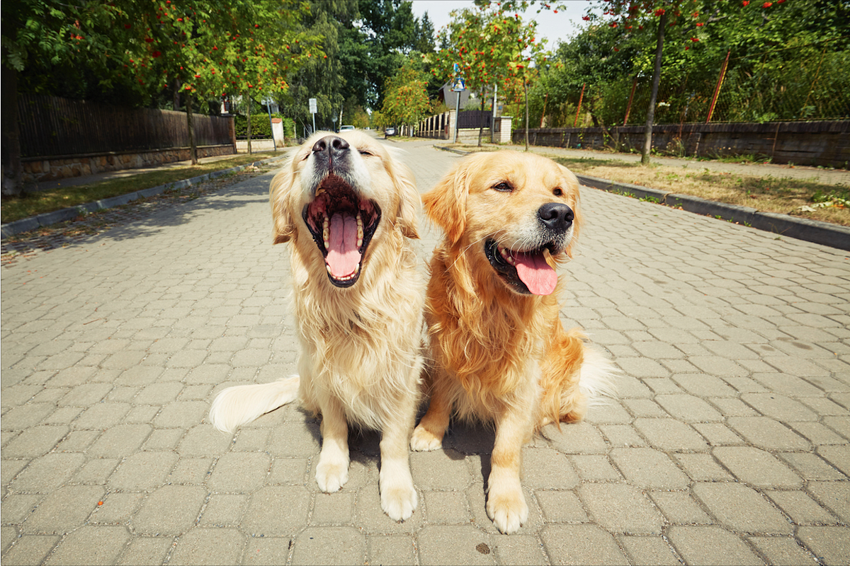 Qué dicen los especialistas sobre la contaminación por heces fecales de  perros? (Segunda parte) | by Ecopoopet | Ecopoopet | Medium