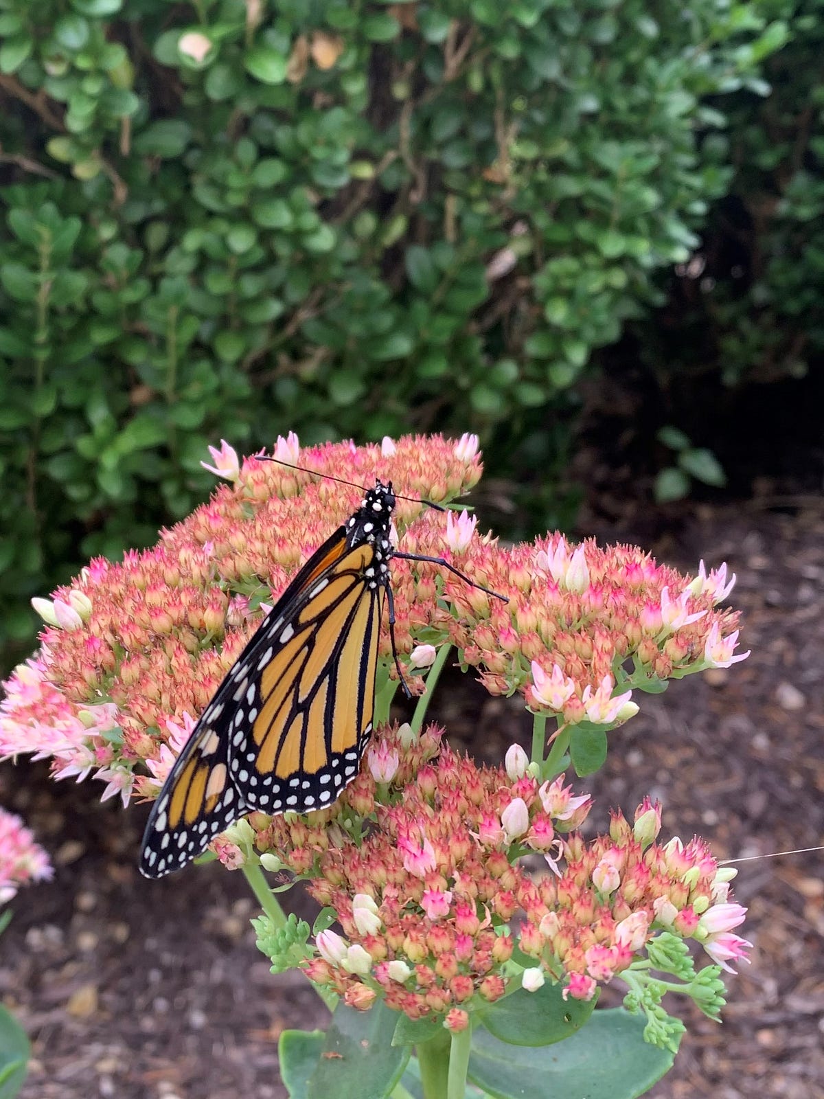 Beans Butterflies And Burning Leaves By Jana Gillham Sep 2022 beans-butterflies-and-burning-leaves-by-jana-gillham-sep-2022