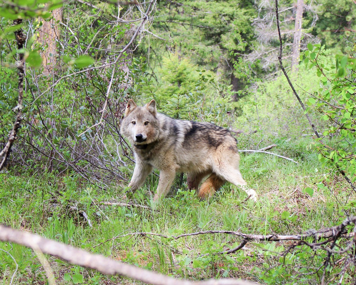 Seven things all Washington residents should know about wolves  by The 