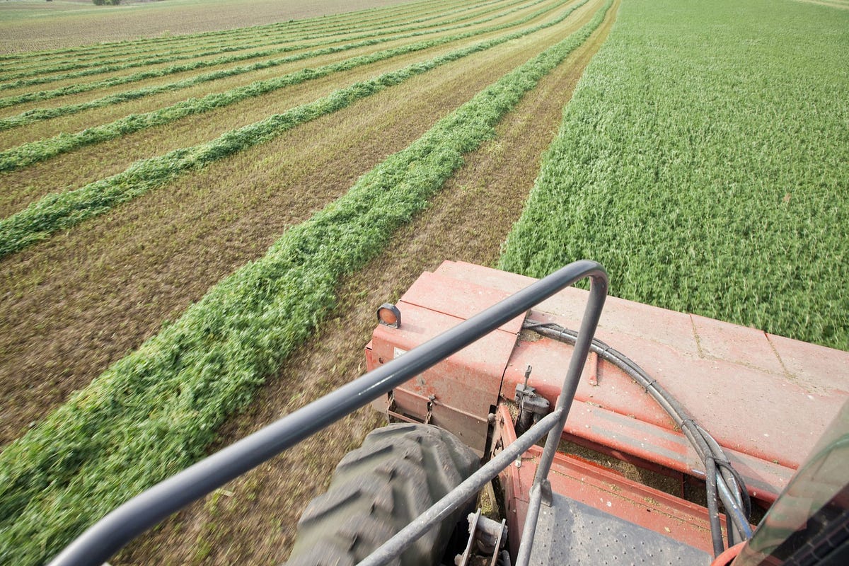 The Importance of Alfalfa as a Crop and Animal Feed by Forage