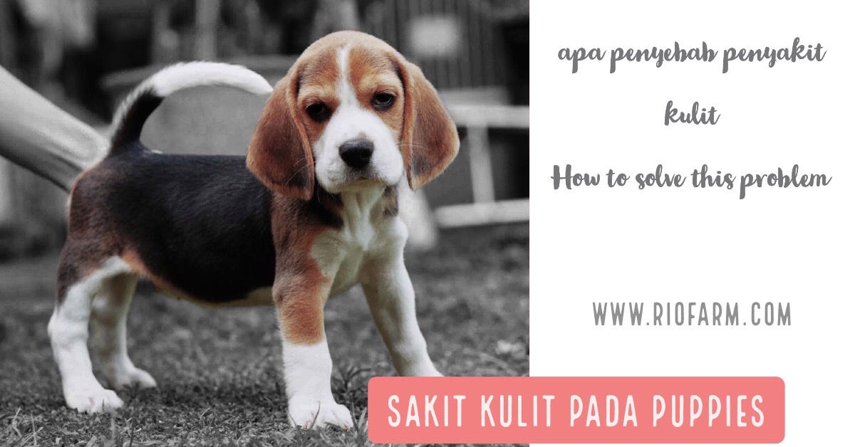 Sakit Kulit Pada Anakan Anjing Rio Farm