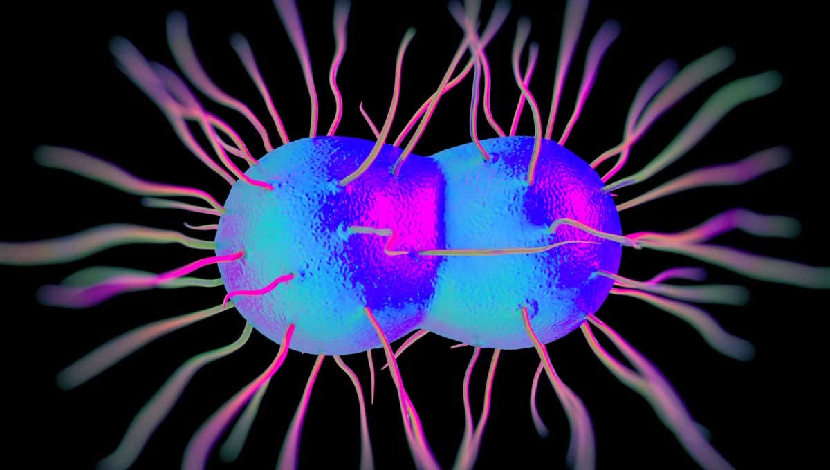 Bakteri Penyebab Gonore