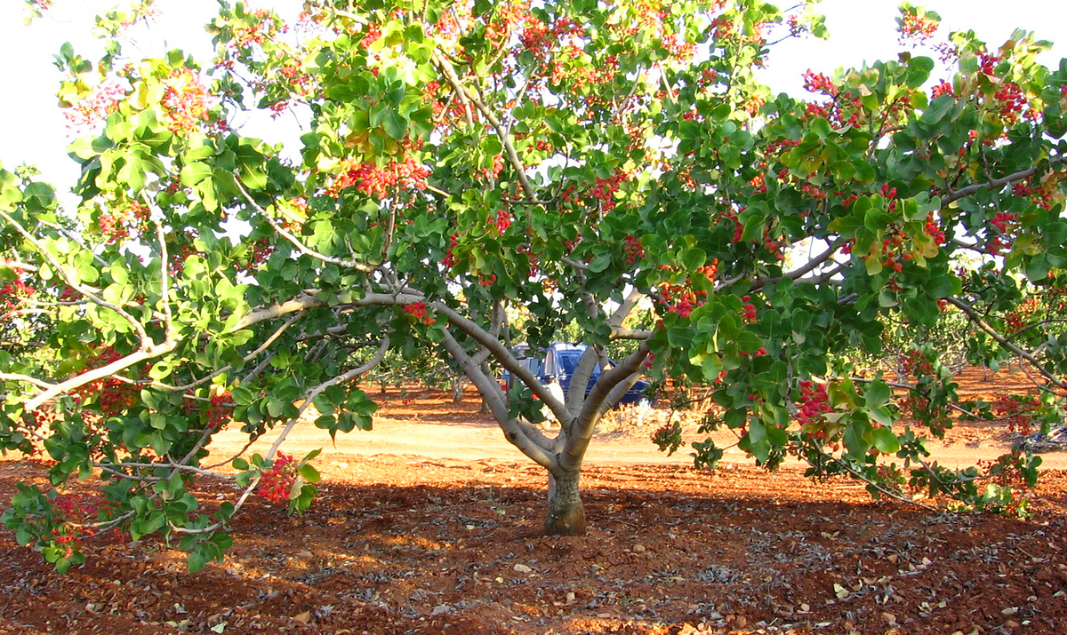 Pistachio tree