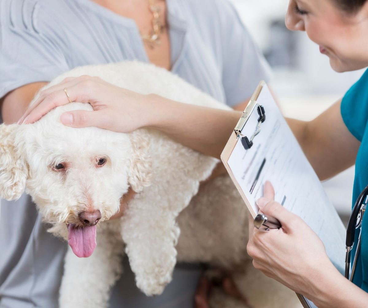 Can I Work As a Veterinary Technician If I Don’t Go To School? by