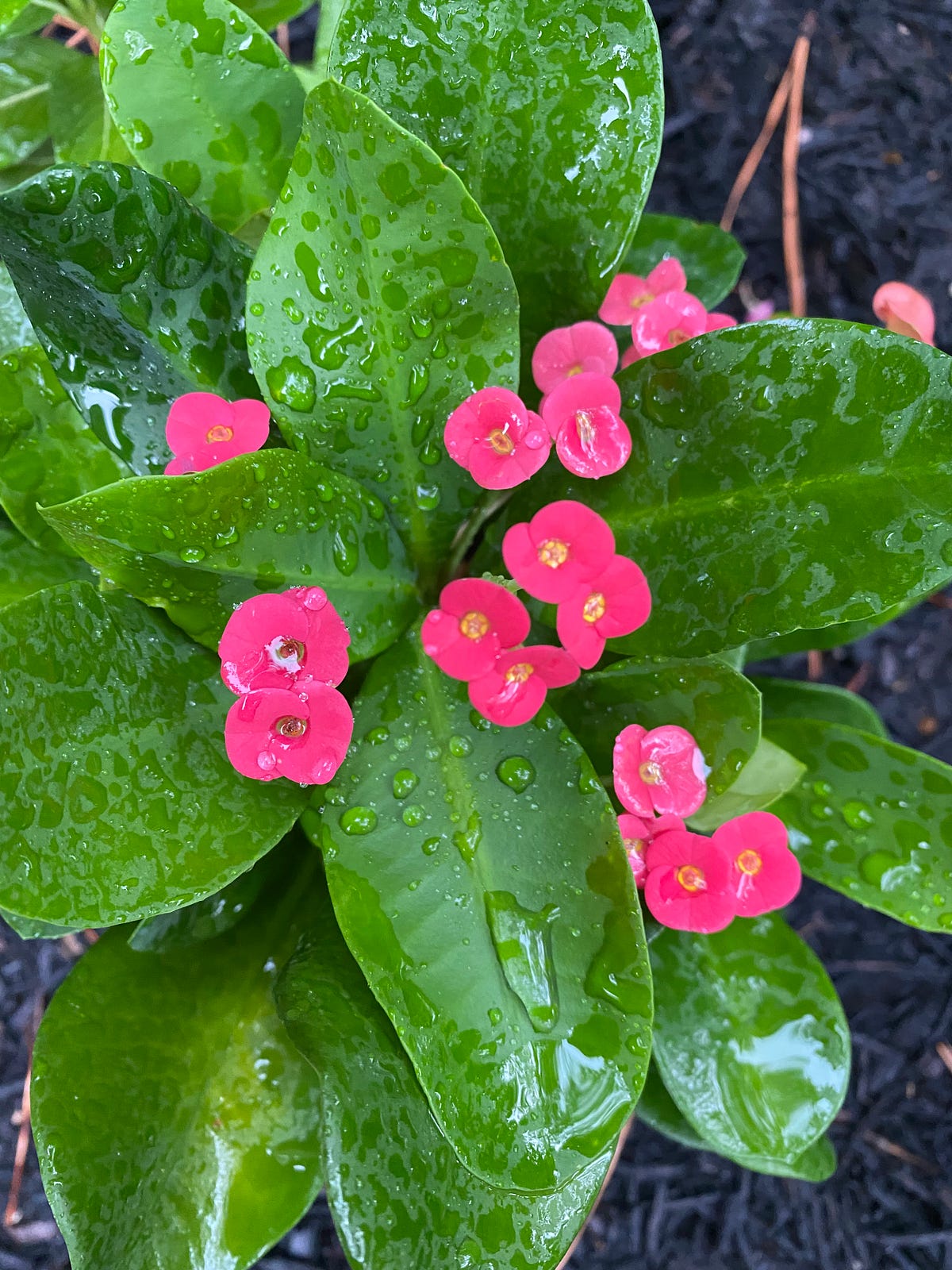 Five Reasons Why Plants Love Guzzling Rainwater by Gauri Sirur Tea