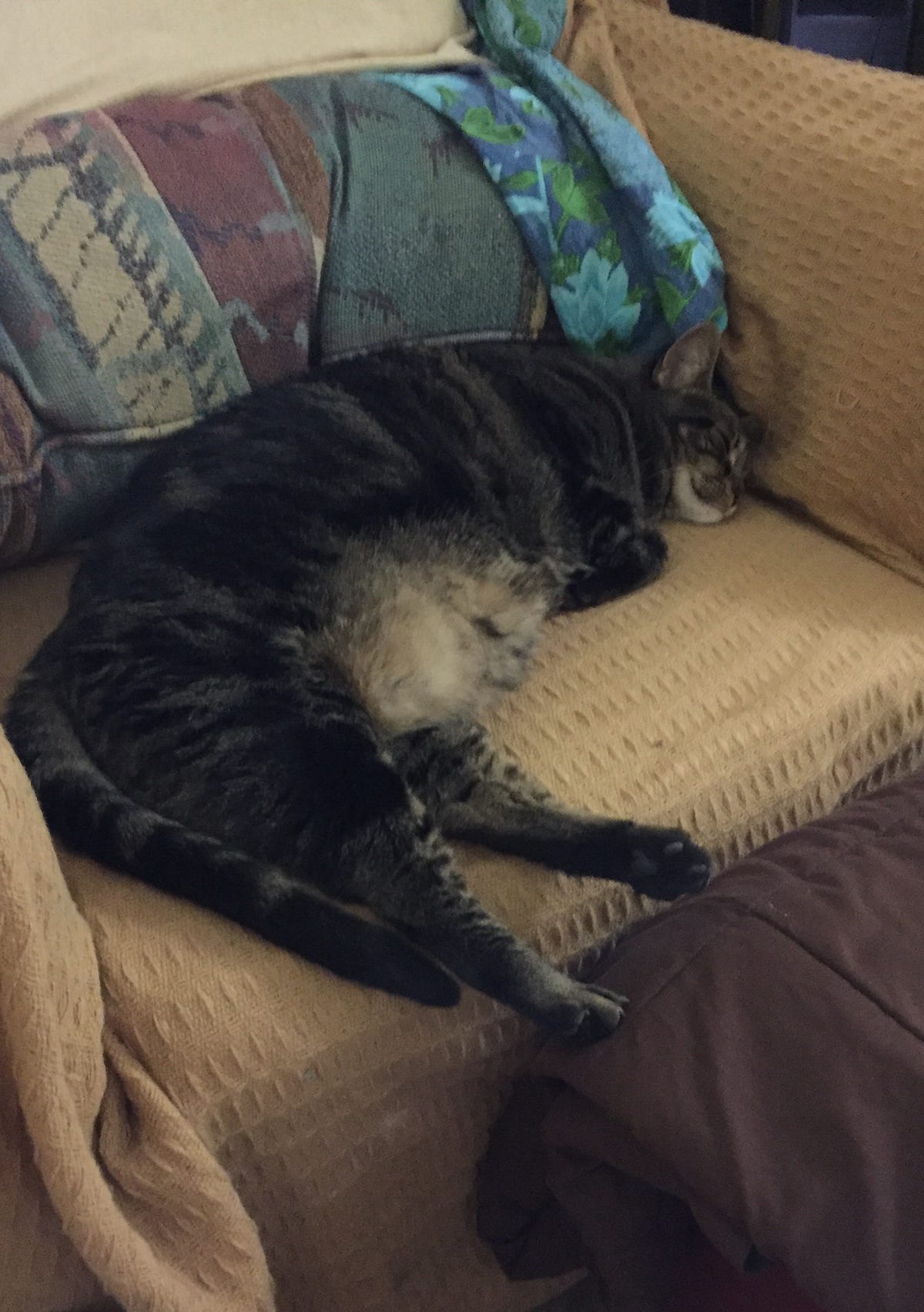 How To Make Your Cat Do Something Cute So You Can Take a Picture by
