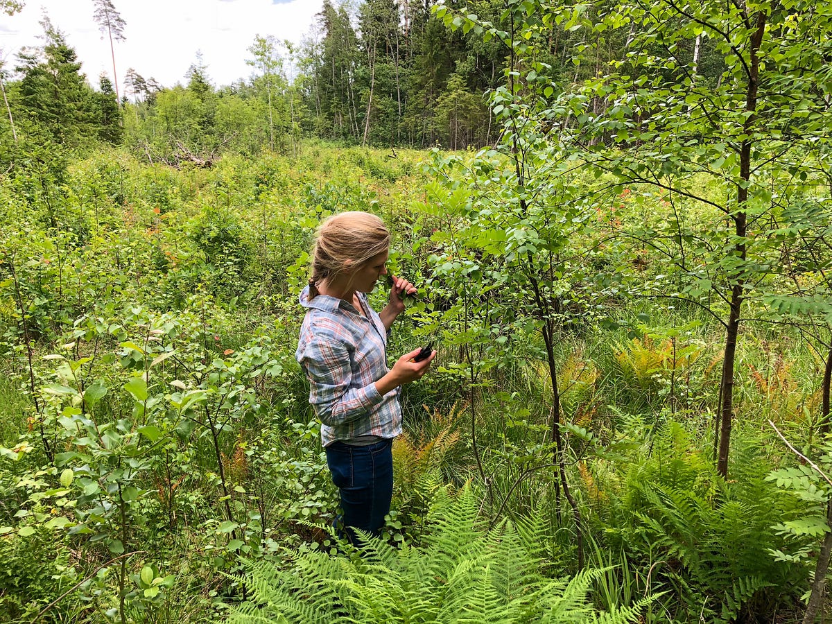 Here’s how sauna whisks are made in the forests of Estonia