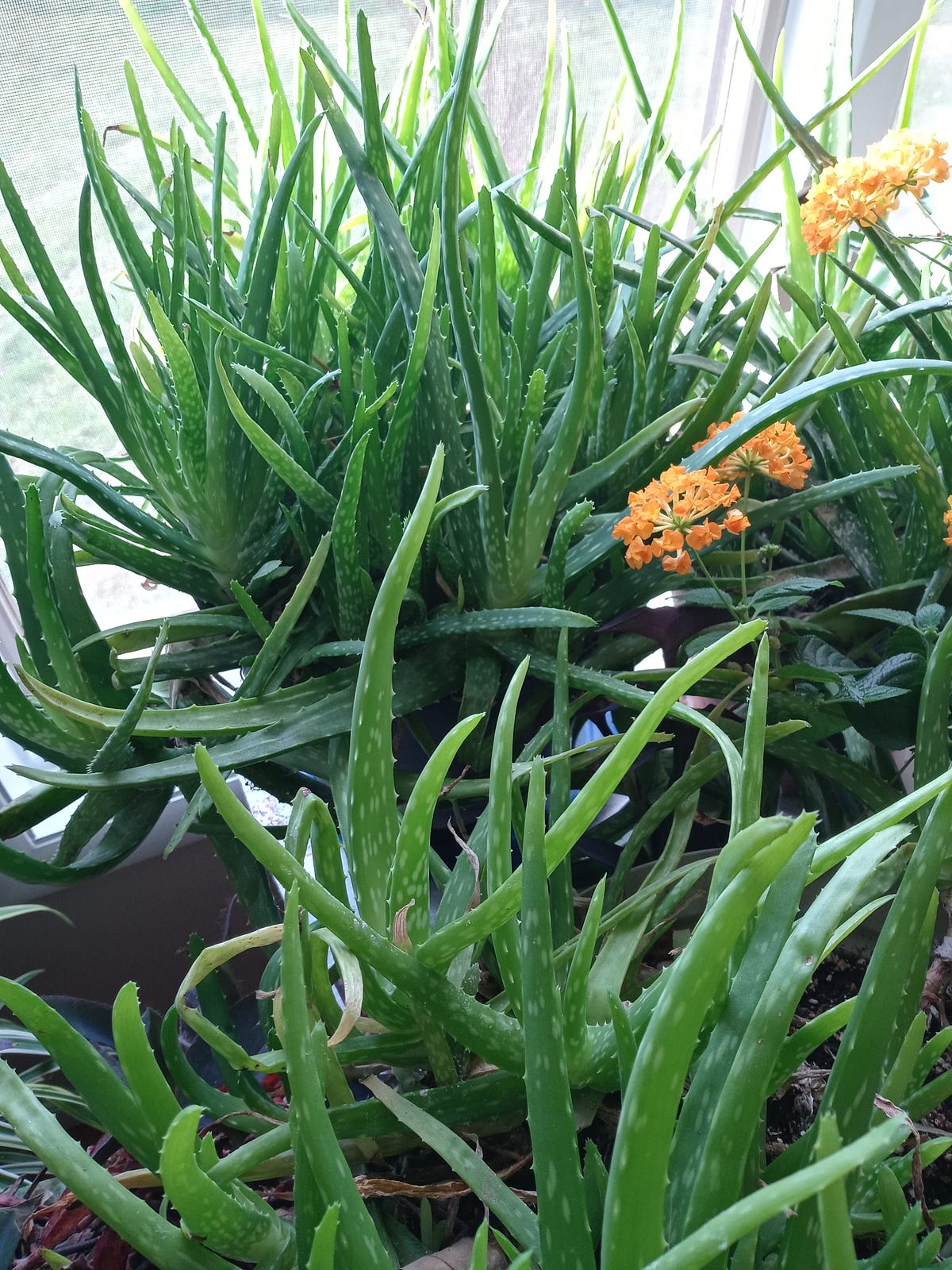 Are You Sure You Don t Want Another House Plant By Merr Gumm Dec are-you-sure-you-don-t-want-another-house-plant-by-merr-gumm-dec