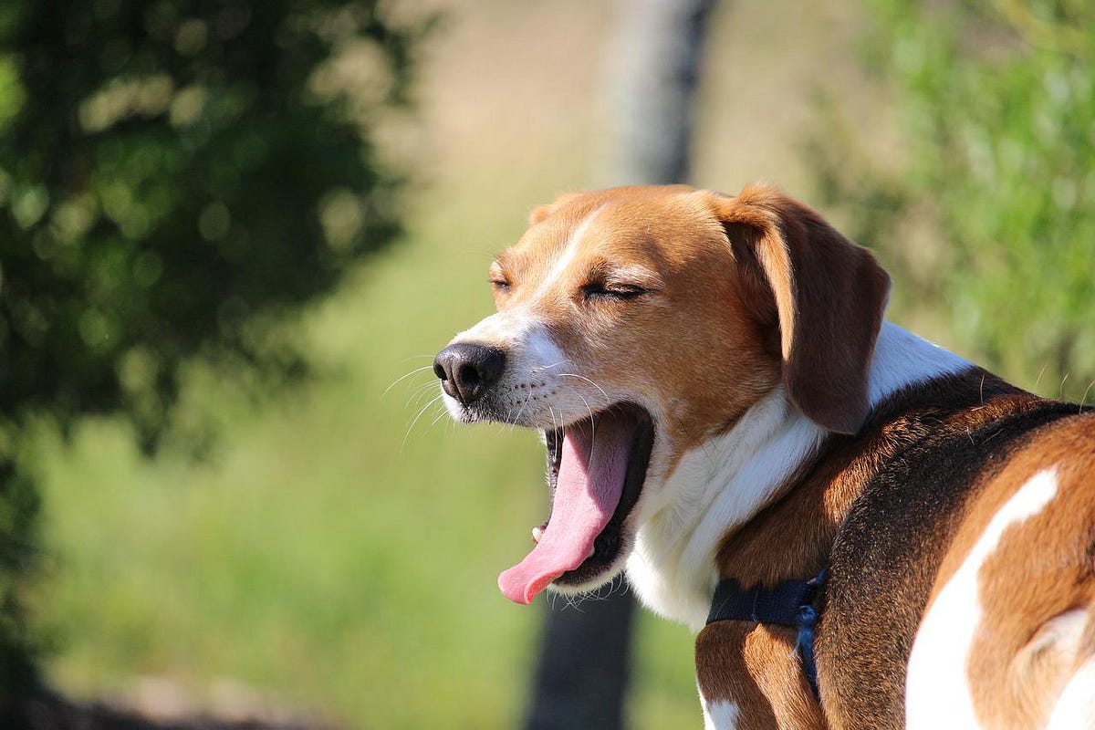 Why Does My Dog Yawn So Much?. Introduction by Shanon Sandquist Sep, 2022 Medium