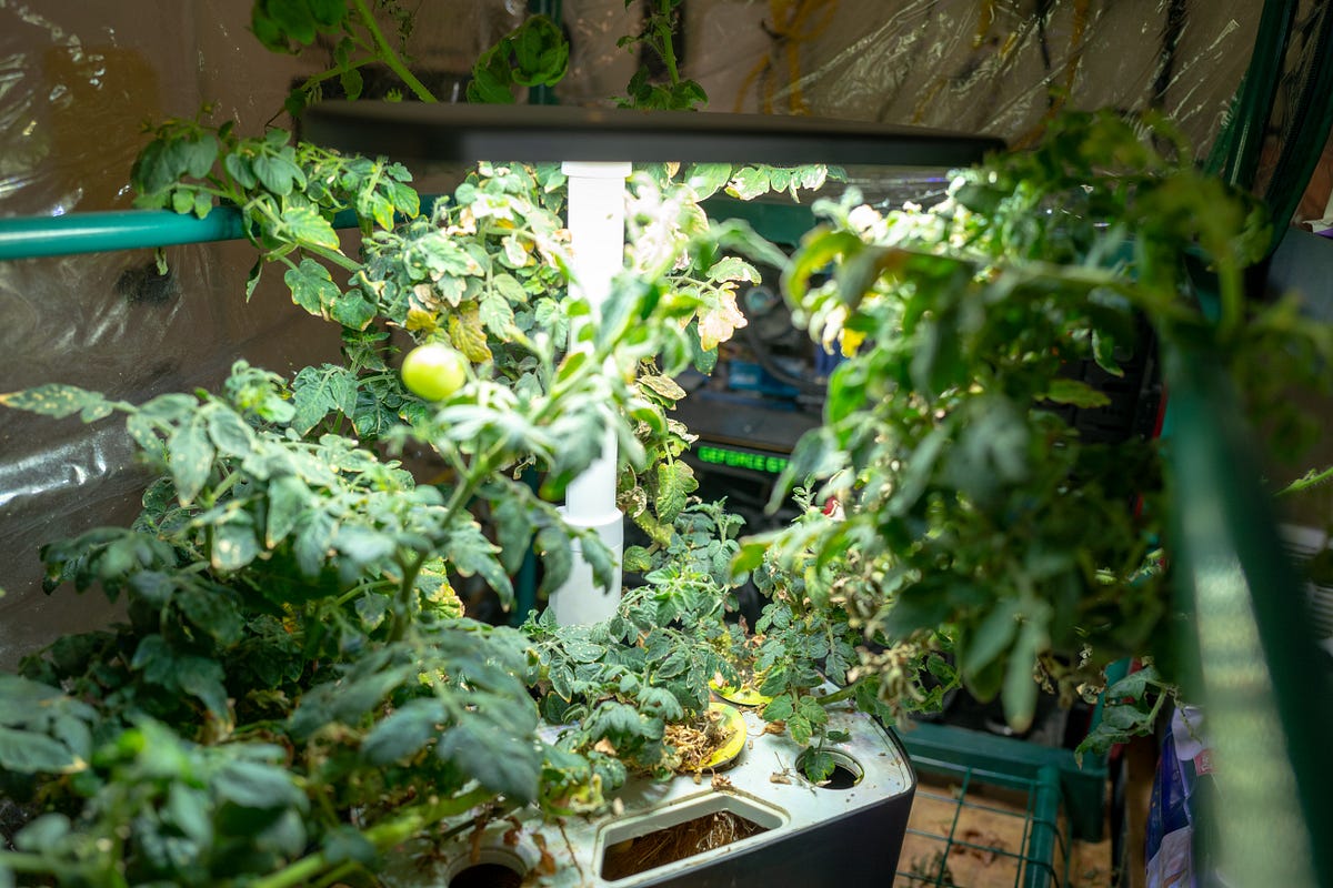 How to Prune Aerogarden Tomatoes. Do it properly, and you can grow